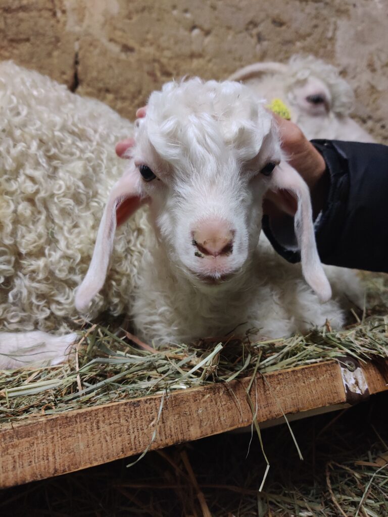 une chèvre angora